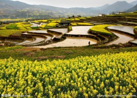 平利风光照 乡村三月