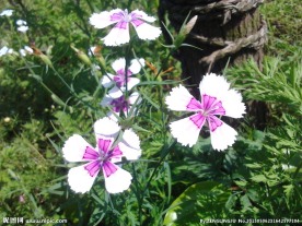 鲜花 菊花