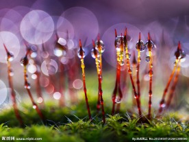 唯美鲜花田园风光苔藓