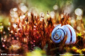 唯美鲜花田园风光苔藓