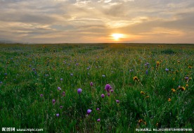 唯美鲜花田园风光