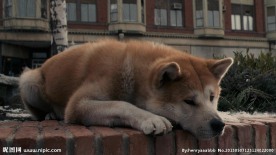 家狗