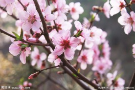 春暖花开