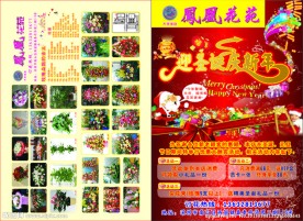 圣诞节 鲜花盆栽