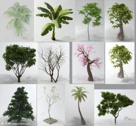 树木模型