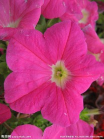 红色百合花