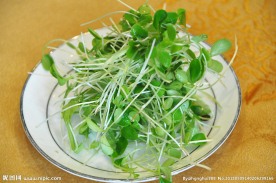 香椿苗