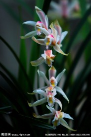 兰草花