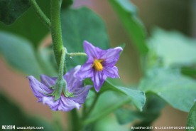 茄子花