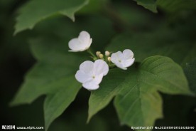 天目琼花