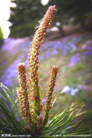 松花
