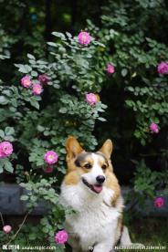 柯基犬与蔷薇花