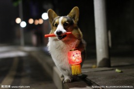 柯基犬奥元宵节点花灯