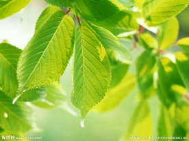 绿叶