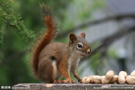 松鼠