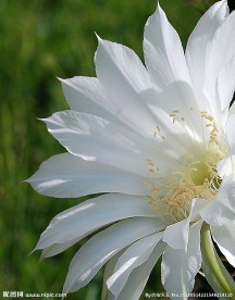 仙人球花