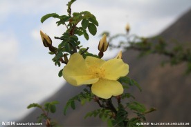 山间野花