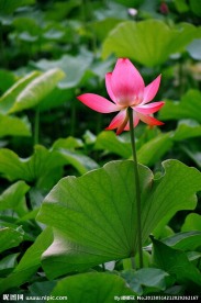 夏荷