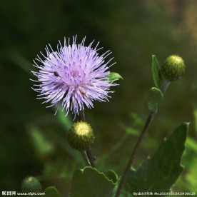 花草图片