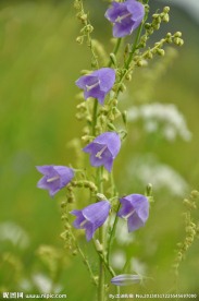 紫花