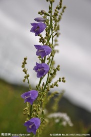 紫花