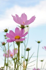 格桑花