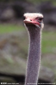 鸵鸟