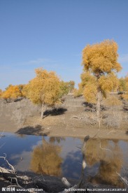 胡杨树