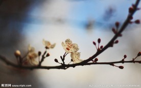 腊梅花