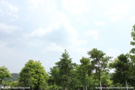 天空 树林