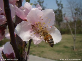 蜜蜂与花