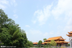 天空 树林