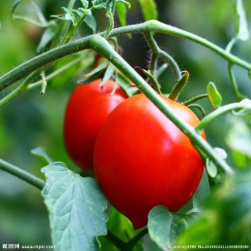 番茄 西红柿
