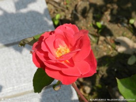 美丽的月季花