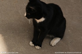 黑色的猫