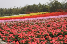 花海