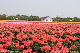 花海