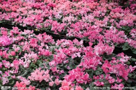 花海