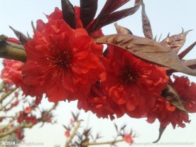 红色的花
