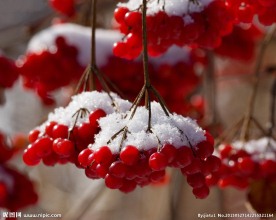雪压樱桃