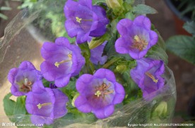 风铃花