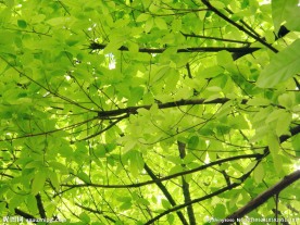 树荫