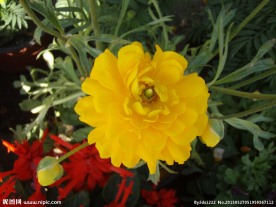 花毛茛