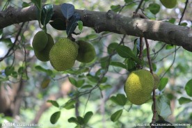 榴莲