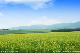 油菜花风景