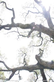 大树