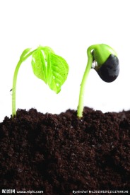植物幼苗