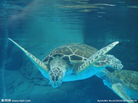 展翅的海龟