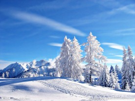 冬季雪景