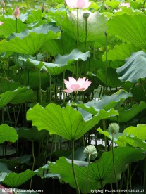 莲花